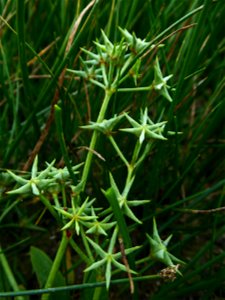 Damasonium alisma Mill., 1768