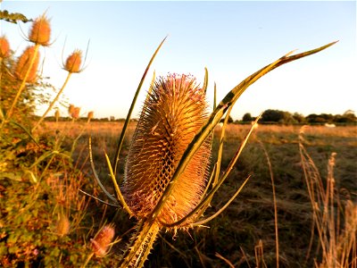 Dipsacus fullonum L., 1753