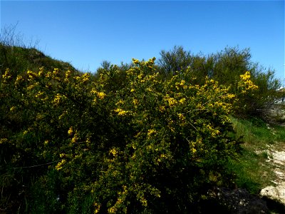 Cytisus sp.