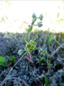 Omphalodes littoralis Lehm., 1818
