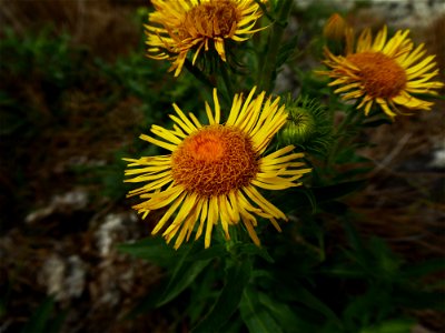 Inula britannica L., 1753