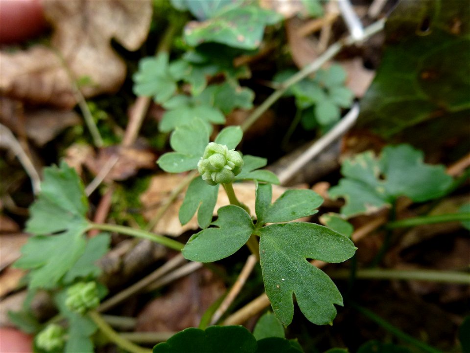 Adoxa moschatellina L., 1753