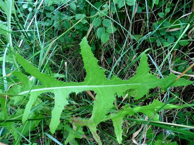 Sonchus arvensis L., 1753