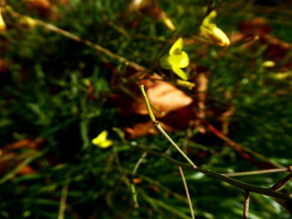Diplotaxis tenuifolia (L.) DC., 1821