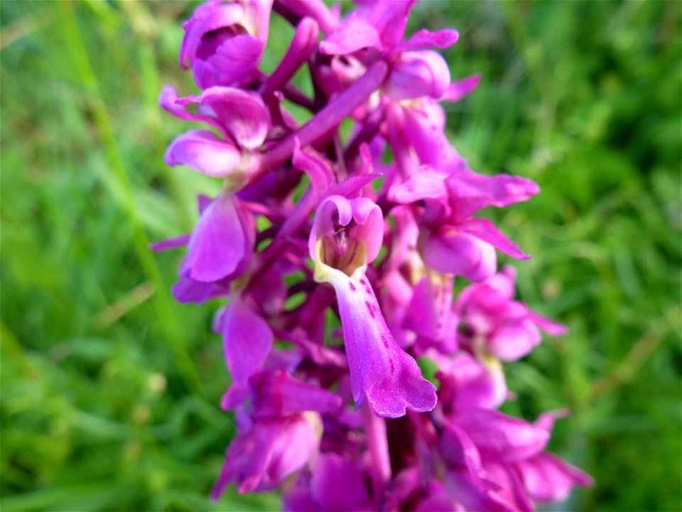 Orchis mascula (L.) L., 1755