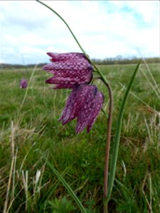 Fritillaria meleagris L., 1753