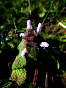 Lamium purpureum L., 1753