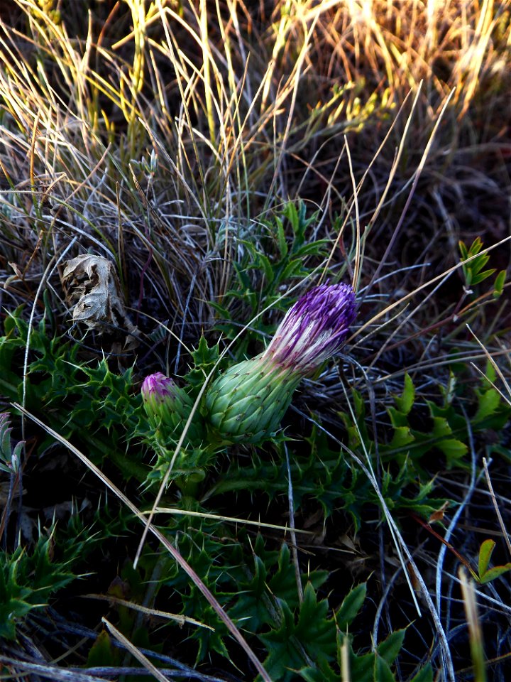 Cirsium acaulon (L.) Scop., 1769