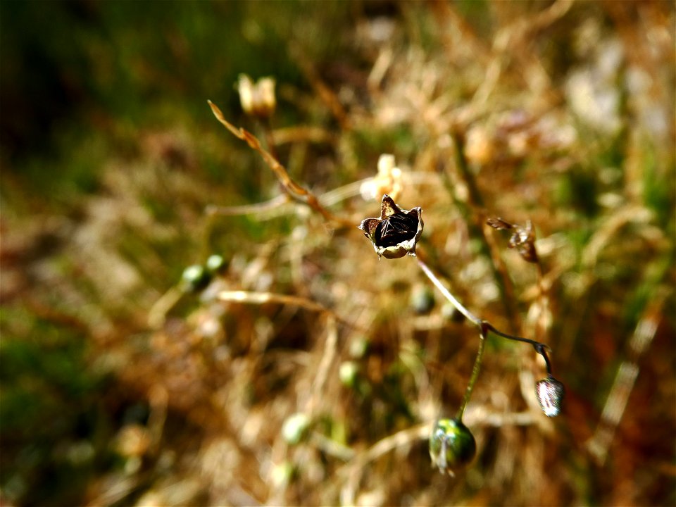 Spergula morisonii Boreau, 1847