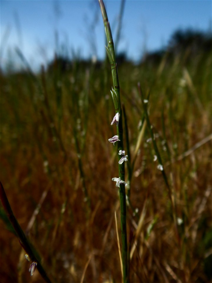 Parapholis strigosa (Dumort.) C.E.Hubb., 1946
