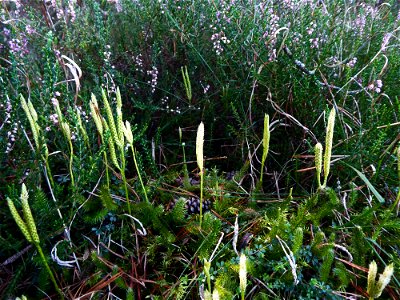 Lycopodium clavatum L., 1753