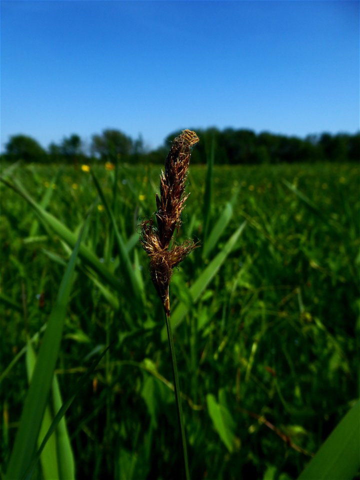 Carex disticha Huds., 1762