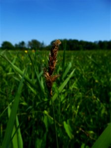 Carex disticha Huds., 1762