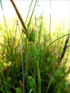 Carex extensa Gooden., 1794