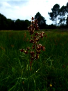 Juncus acutiflorus Ehrh. ex Hoffm., 1791