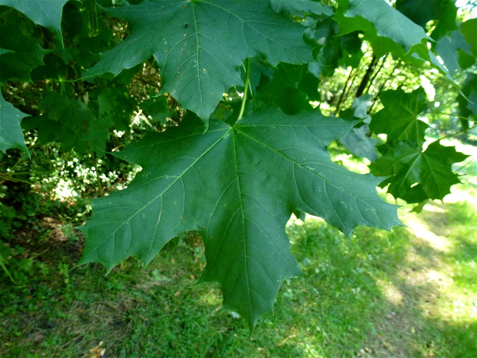 Acer platanoides L., 1753