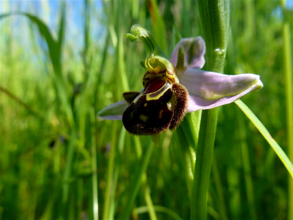 Ophrys apifera Huds., 1762