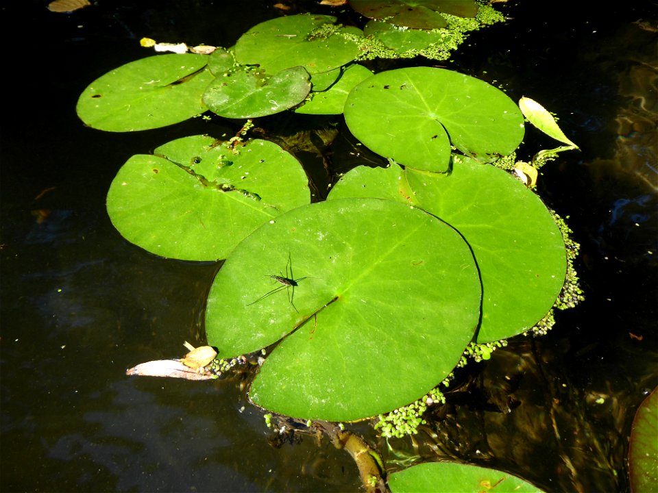 Nuphar lutea (L.) Sm., 1809