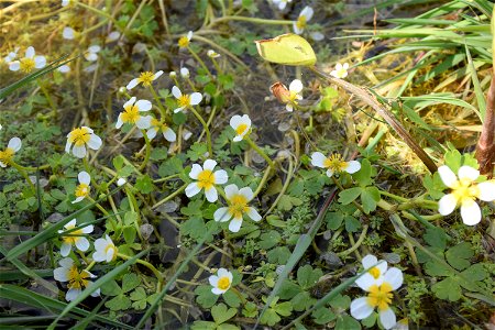 Ranunculus peltatus subsp. baudotii (Godr.) Meikle ex C.D.K.Cook, 1984