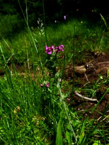 Pedicularis pyrenaica J.Gay, 1832