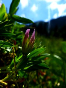 Trifolium alpinum L., 1753