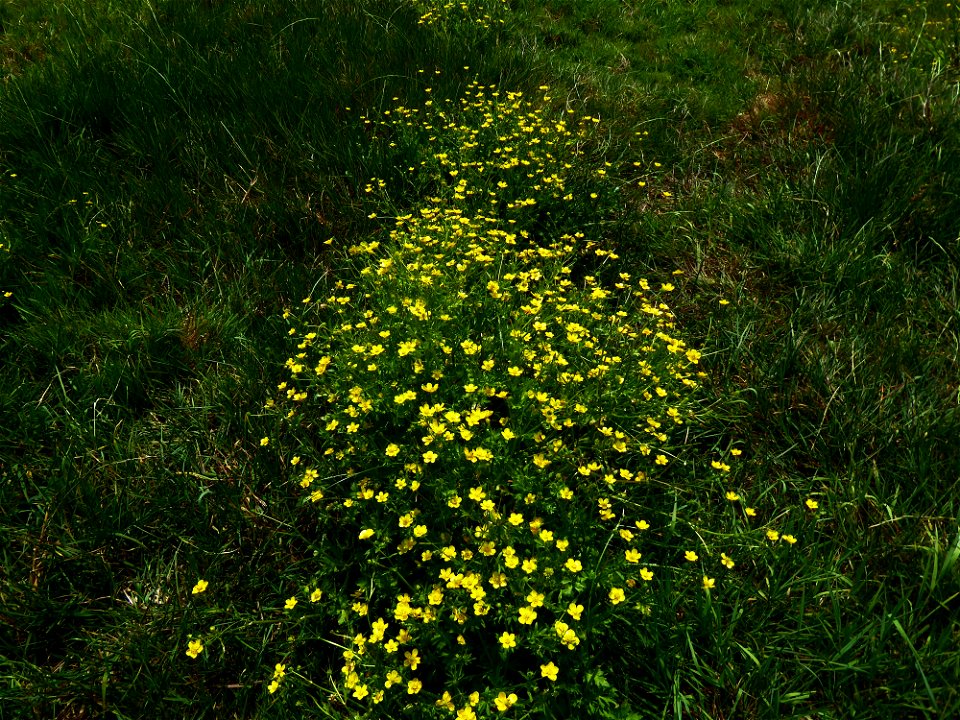 Ranunculus sardous Crantz, 1763