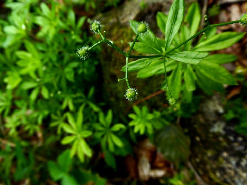 Galium odoratum (L.) Scop., 1771
