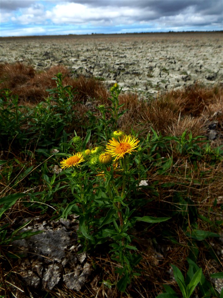 Inula britannica L., 1753
