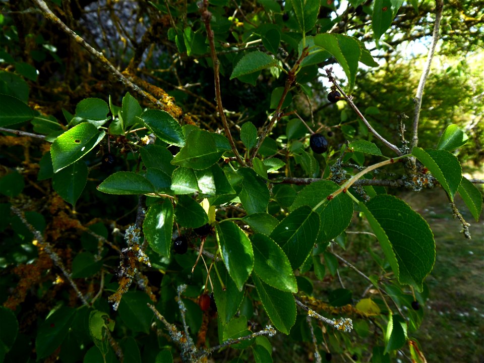 Prunus mahaleb L., 1753