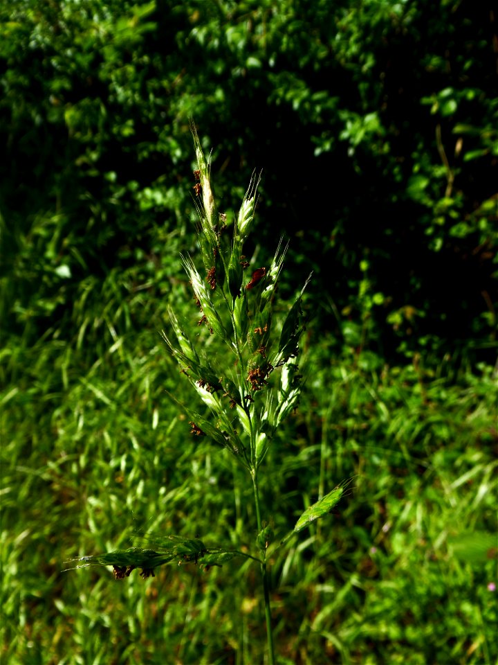 Bromus hordeaceus subsp. hordeaceus L., 1753