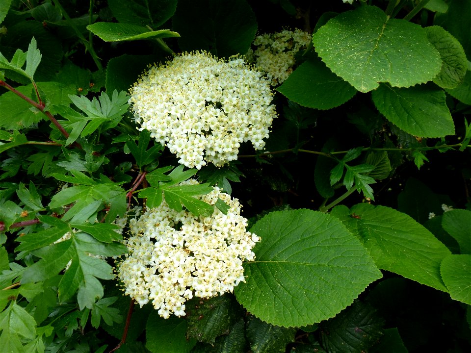 Viburnum lantana L., 1753