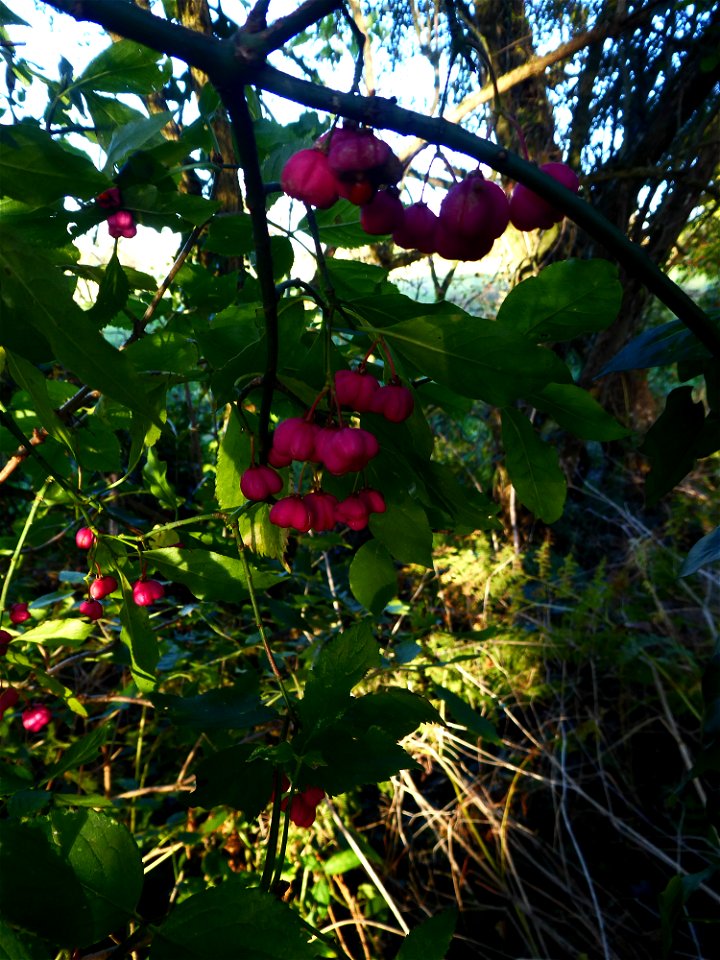 Euonymus europaeus L., 1753