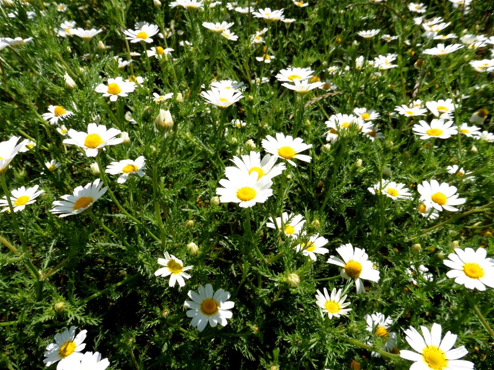 Anthemis arvensis L., 1753