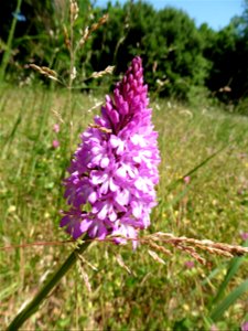 Anacamptis pyramidalis (L.) Rich., 1817