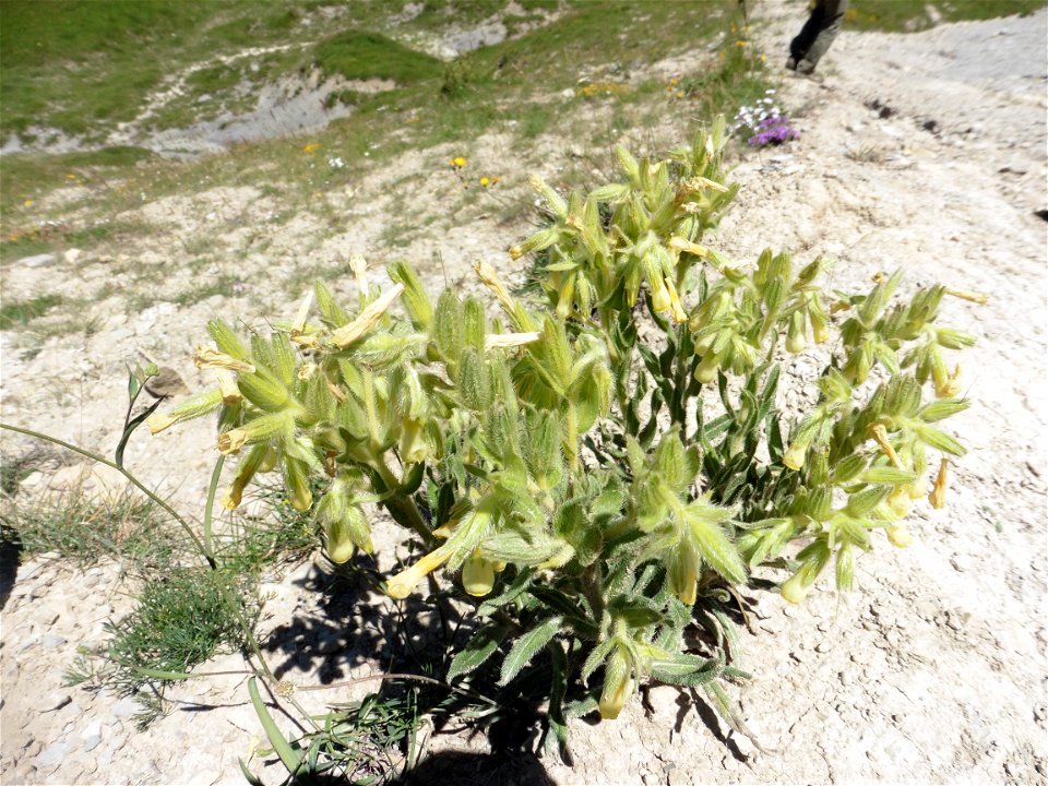 Onosma tricerosperma subsp. fastigiata (Braun-Blanq.) G.López, 1994