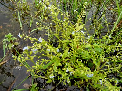 Myosotis sicula Guss., 1843
