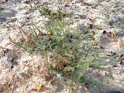 Asparagus officinalis subsp. prostratus (Dumort.) Corb., 1894
