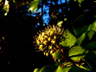 Hedera helix L., 1753