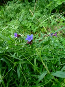 Aegonychon purpurocaeruleum (L.) Holub, 1973