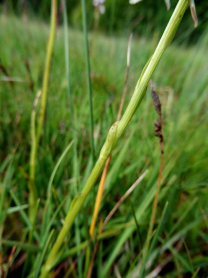 Platanthera bifolia (L.) Rich., 1817
