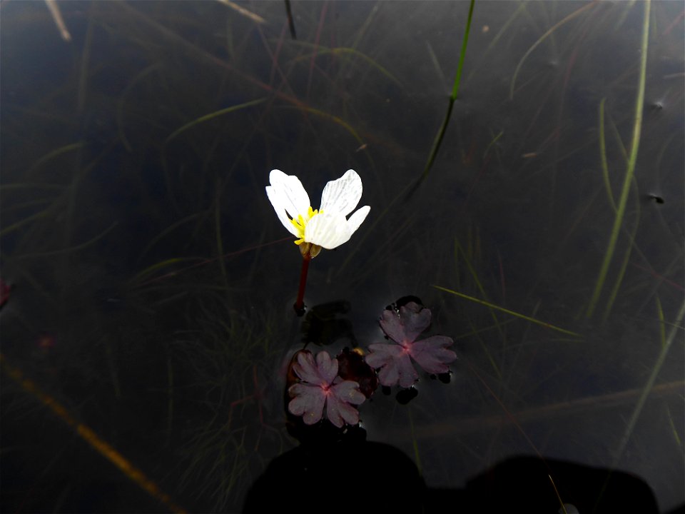 Ranunculus ololeucos J.Lloyd, 1844