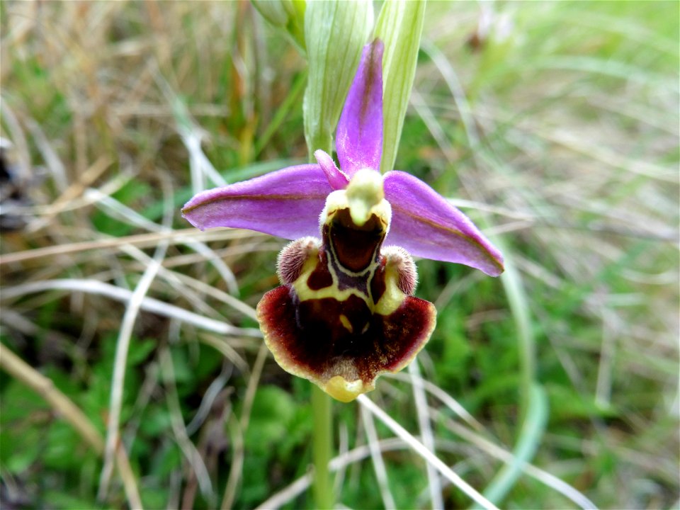 Ophrys scolopax Cav., 1793
