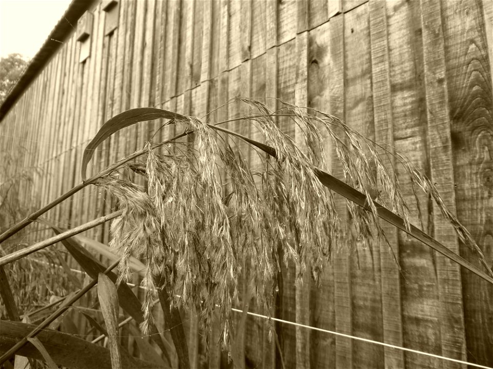Phragmites australis (Cav.) Trin. ex Steud., 1840