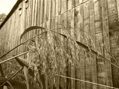 Phragmites australis (Cav.) Trin. ex Steud., 1840