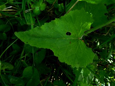 Lunaria annua L., 1753