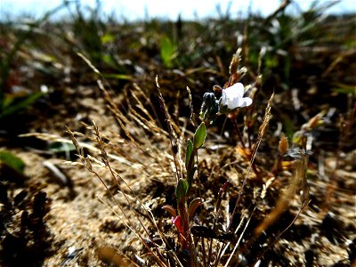 Omphalodes littoralis Lehm., 1818