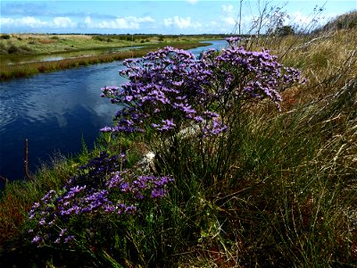 Limonium vulgare Mill., 1768