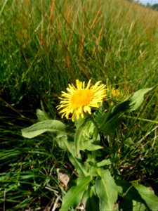 Inula britannica L., 1753