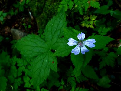 Geranium nodosum L., 1753