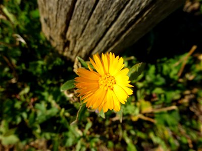 Calendula arvensis L., 1763